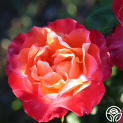 Painted Moon -HEIRLOOM ROSES Sales painted moon