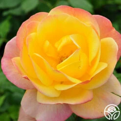 Painted Moon -HEIRLOOM ROSES Sales painted moon 2 8