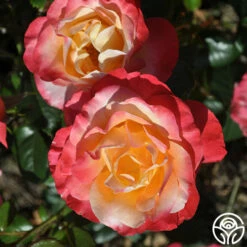 Painted Moon -HEIRLOOM ROSES Sales painted moon 6 8