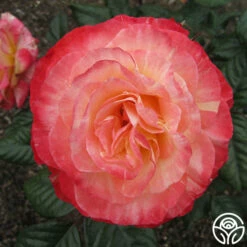 Painted Moon -HEIRLOOM ROSES Sales painted moon 7