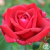 Papa Meilland®™ -HEIRLOOM ROSES Sales papa meilland