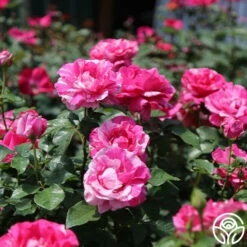 Parade Day™ 21 Parade Day™ -HEIRLOOM ROSES Sales parade day 2 1