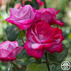 Paradise™ -HEIRLOOM ROSES Sales paradise 2 8