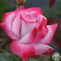 Paradise™ -HEIRLOOM ROSES Sales paradise 3 8