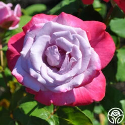 Paradise™ -HEIRLOOM ROSES Sales paradise 5 8