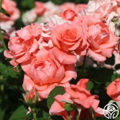 Paris De Yves St. Laurent ™ -HEIRLOOM ROSES Sales paris de yves st. laurent 11