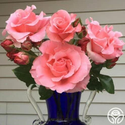 Paris De Yves St. Laurent ™ -HEIRLOOM ROSES Sales paris de yves st. laurent 2