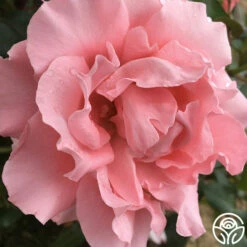 Paris De Yves St. Laurent ™ -HEIRLOOM ROSES Sales paris de yves st. laurent 3