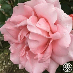 Paris De Yves St. Laurent ™ -HEIRLOOM ROSES Sales paris de yves st. laurent 4