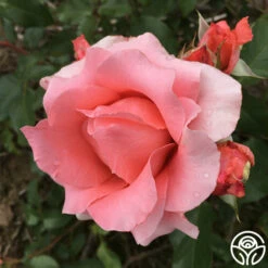 Paris De Yves St. Laurent ™ -HEIRLOOM ROSES Sales paris de yves st. laurent 8