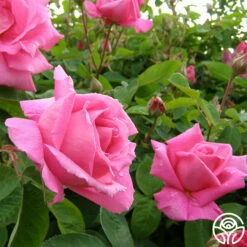 Park Wilhelmshohe -HEIRLOOM ROSES Sales park wilhelmshohe 3