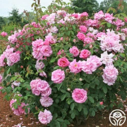 Park Wilhelmshohe -HEIRLOOM ROSES Sales park wilhelmshohe 4