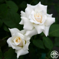 Pascali® -HEIRLOOM ROSES Sales pascali 1 7