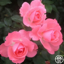 Passionate Kisses® -HEIRLOOM ROSES Sales passionate kisses 1