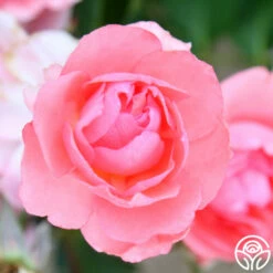 Passionate Kisses® -HEIRLOOM ROSES Sales passionate kisses 11