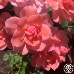 Passionate Kisses® -HEIRLOOM ROSES Sales passionate kisses 13