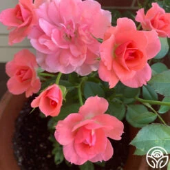 Passionate Kisses® -HEIRLOOM ROSES Sales passionate kisses 15