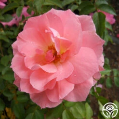 Passionate Kisses® -HEIRLOOM ROSES Sales passionate kisses 2 1