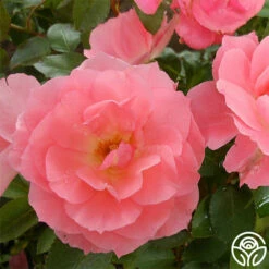 Passionate Kisses® -HEIRLOOM ROSES Sales passionate kisses 3 1