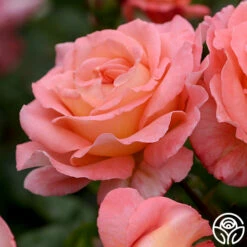 Paul Shirville -HEIRLOOM ROSES Sales paul shirville 2 1