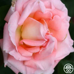 Paul Shirville -HEIRLOOM ROSES Sales paul shirville 3