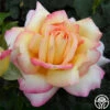 Peace 2 Peace -HEIRLOOM ROSES Sales peace 1 1