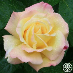 Peace -HEIRLOOM ROSES Sales peace 2 1