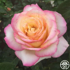 Peace -HEIRLOOM ROSES Sales peace 3 1 1