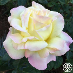 Peace -HEIRLOOM ROSES Sales peace 7 7