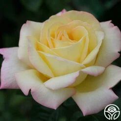 Peace -HEIRLOOM ROSES Sales peace 8 7