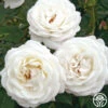 Pearlescent™ -HEIRLOOM ROSES Sales pearlescent 2