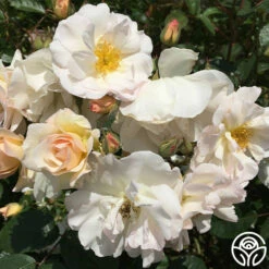 Penelope 16 Penelope -HEIRLOOM ROSES Sales penelope 2 8