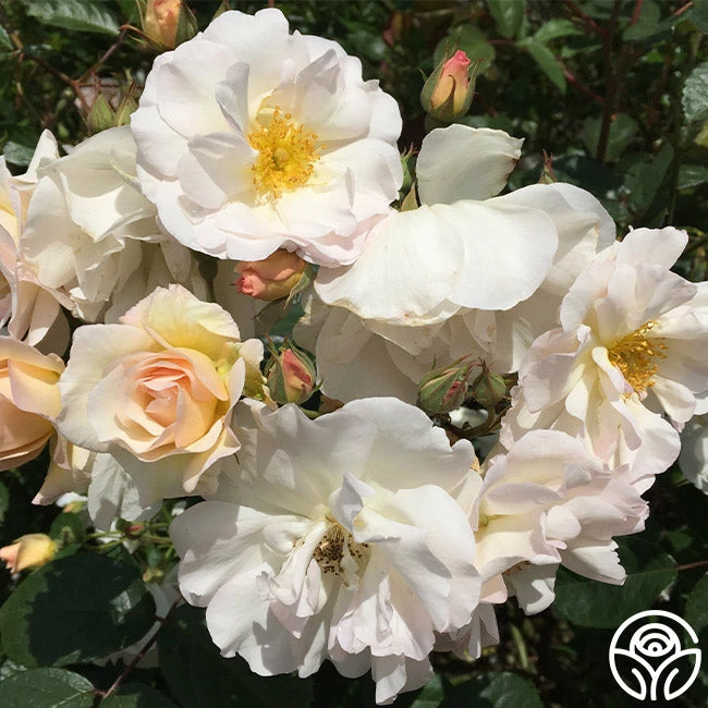 Penelope 7 Penelope - Image 5