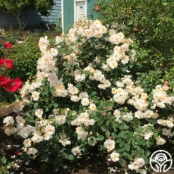 Penelope 15 Penelope -HEIRLOOM ROSES Sales penelope 3 8