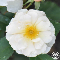 Penelope 14 Penelope -HEIRLOOM ROSES Sales penelope 4