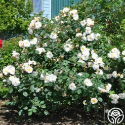 Penelope 17 Penelope -HEIRLOOM ROSES Sales penelope 5