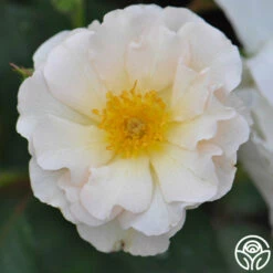 Penelope 19 Penelope -HEIRLOOM ROSES Sales penelope 7