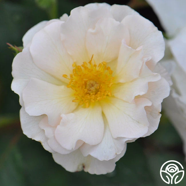 Penelope 10 Penelope - Image 8