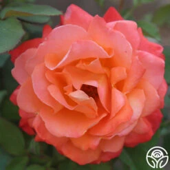 Pensioner's Voice -HEIRLOOM ROSES Sales pensioners voice 3