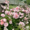 Perfume Breeze™ -HEIRLOOM ROSES Sales perfume breeze