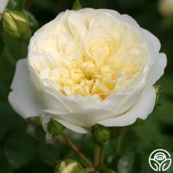 Perpetually Yours™ -HEIRLOOM ROSES Sales perpetually yours 2 1