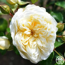 Perpetually Yours™ -HEIRLOOM ROSES Sales perpetually yours 3 1