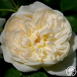 Perpetually Yours™ -HEIRLOOM ROSES Sales perpetually yours 7