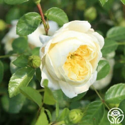 Perpetually Yours™ -HEIRLOOM ROSES Sales perpetually yours 8