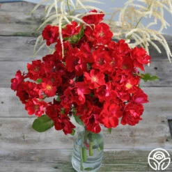 Peter Beales™ 9 Peter Beales™ -HEIRLOOM ROSES Sales peter beales 4