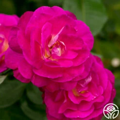 Peter Mayle™ -HEIRLOOM ROSES Sales peter mayle 2 1