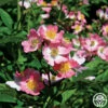 Phloxy Baby -HEIRLOOM ROSES Sales phloxy baby 2