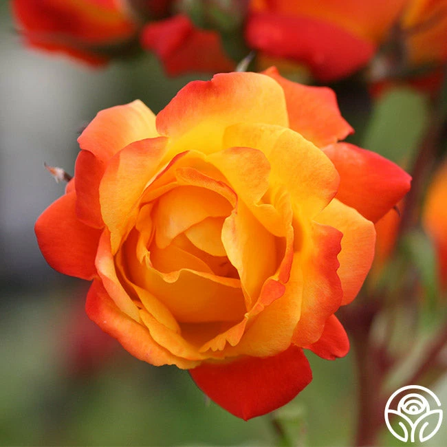 Piñata 6 Piñata - Image 4