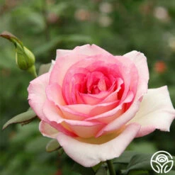 Eleganza® Pink Enchantment® -HEIRLOOM ROSES Sales pink enchanment 2