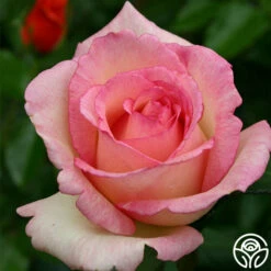 Eleganza® Pink Enchantment® -HEIRLOOM ROSES Sales pink enchanment 4